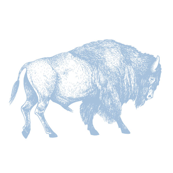 illustration of a buffalo