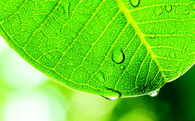 leaf image