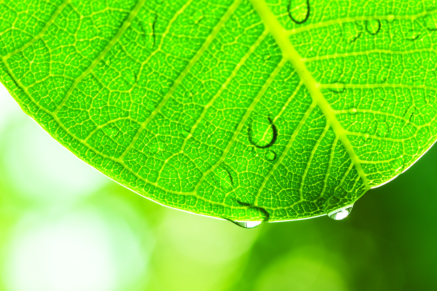 green leaf with water droplets on it